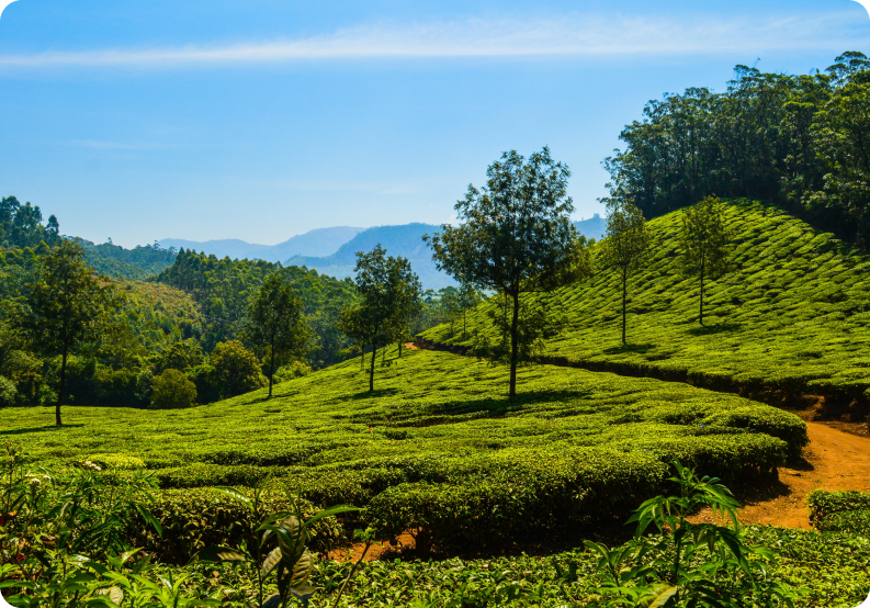 Rural landscape